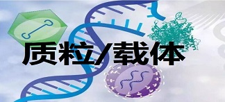 抗体