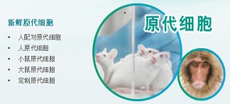 原代细胞